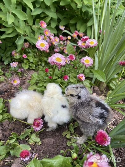 Цыплята породистых куриц шелки