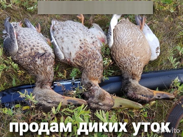 Дикие утки