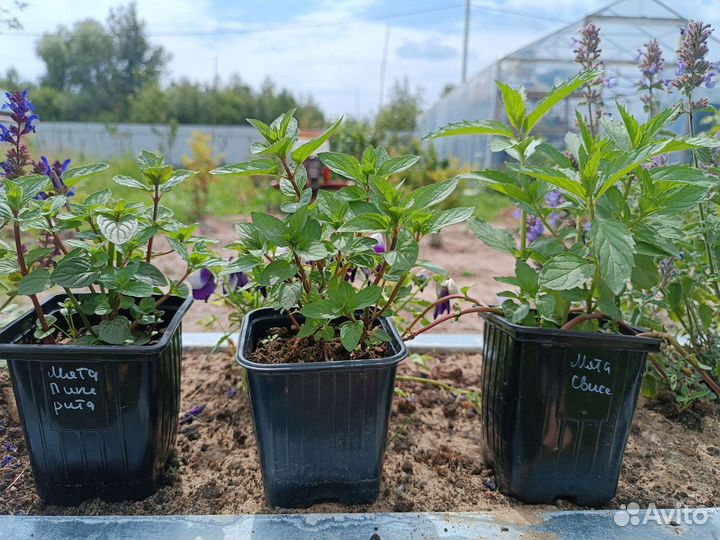 Мята сортовая 55 сортов