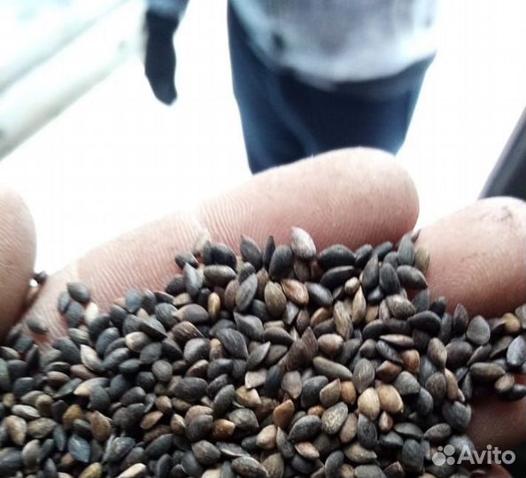 Семена / Сосна обыкновеная