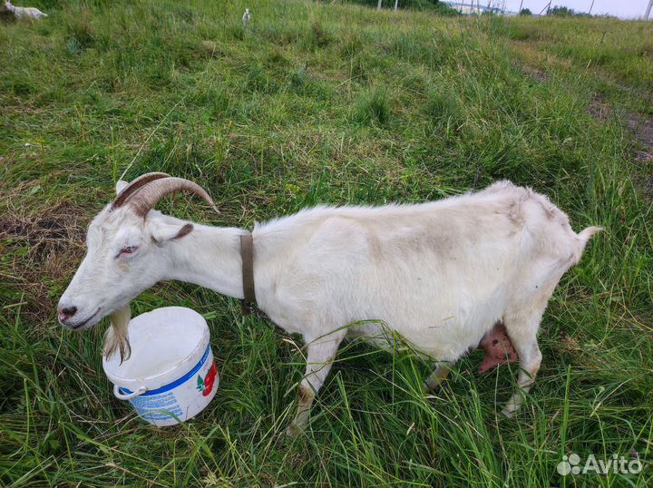 Козье молоко