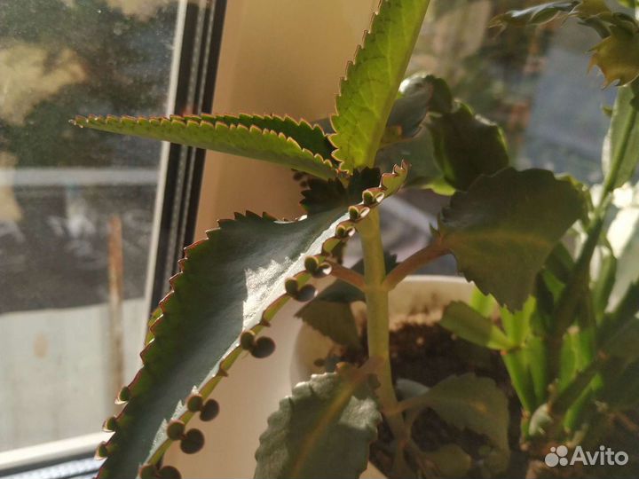 Каланхоэ лечебный