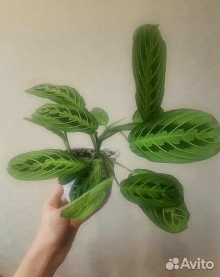 Маранта Лимон Лайм