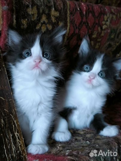 Котята мейн-кун метис