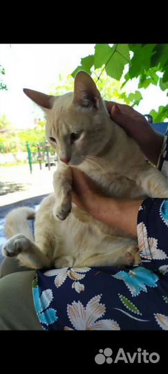 Котик 8 месяцев