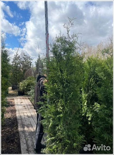 Туя Брабант 230-250 см