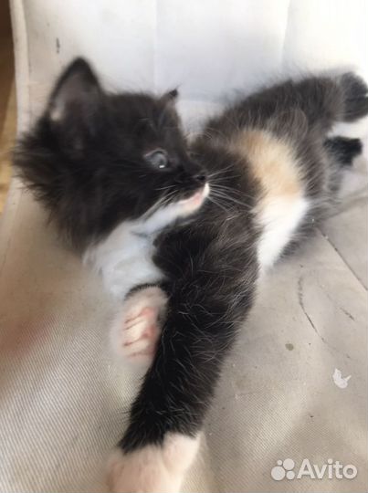 Котята в надежные руки