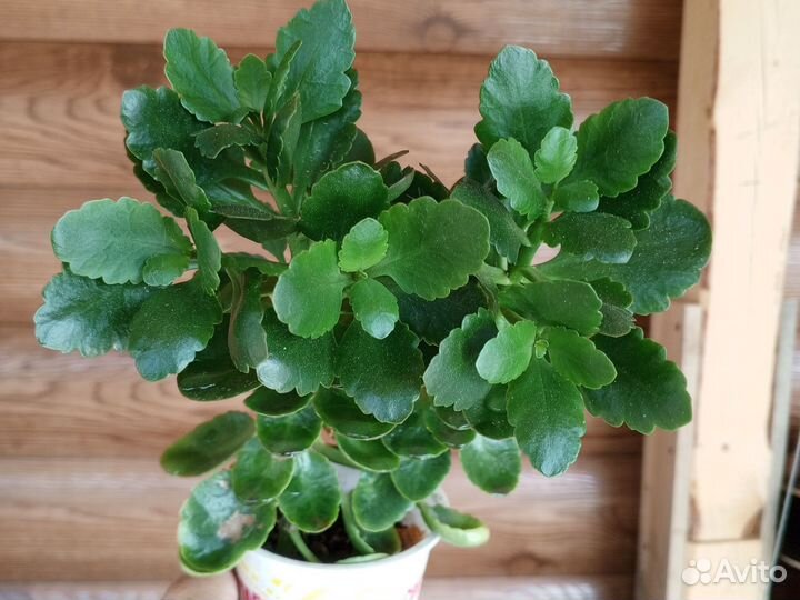 Пахистахис