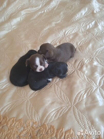 Щенки чихуахуа мини