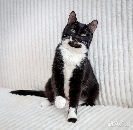 Нюся-очень нежная кошечка нуждается в доме