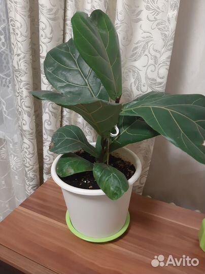 Фикус Лирато бамбино