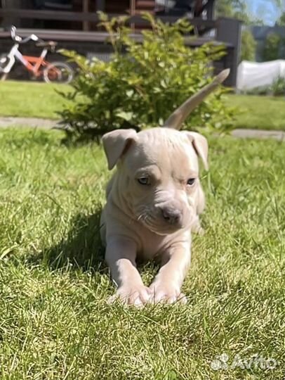 Щенки породы прайтер питбуль