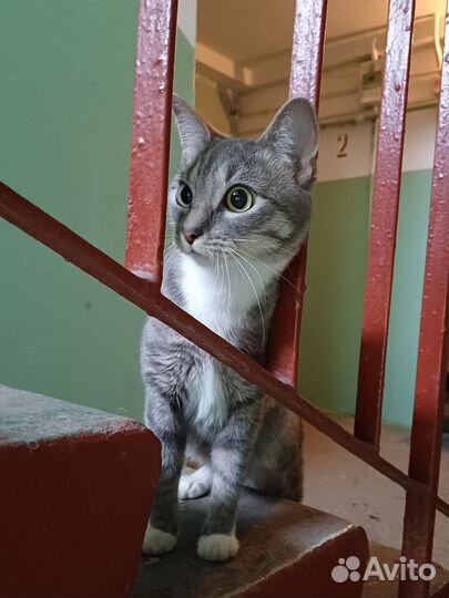 Кошка отдам в добрые руки