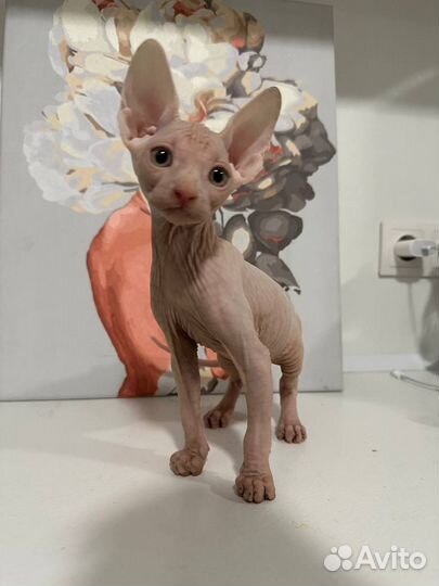 Канадский сфинкс