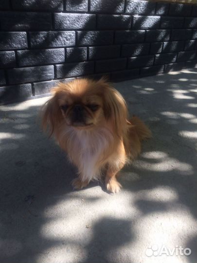 Щенки пекинеса