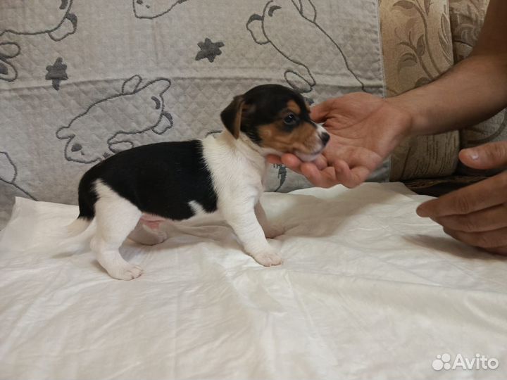 Щенки джек рассел терьер гладкошерстный