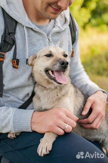Собака из приюта в добрые руки