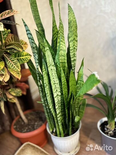 Комнатные растения цветы большие