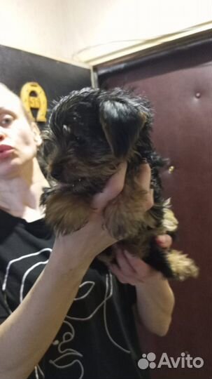 Йоркширский терьер