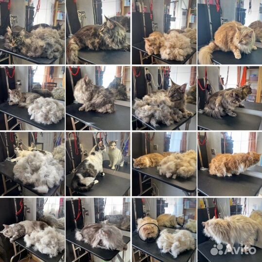 Груминг собак/кошек (стрижка/вычес/эксп-линька)