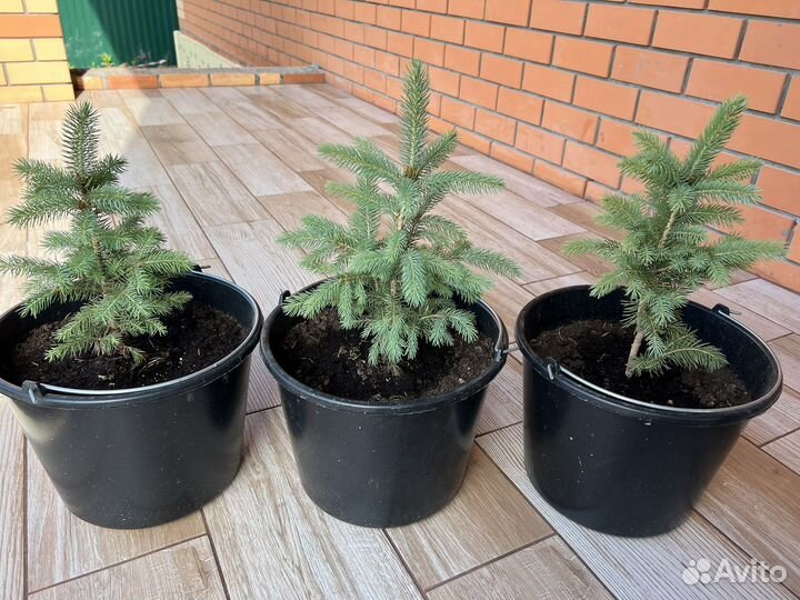 Ель голубая