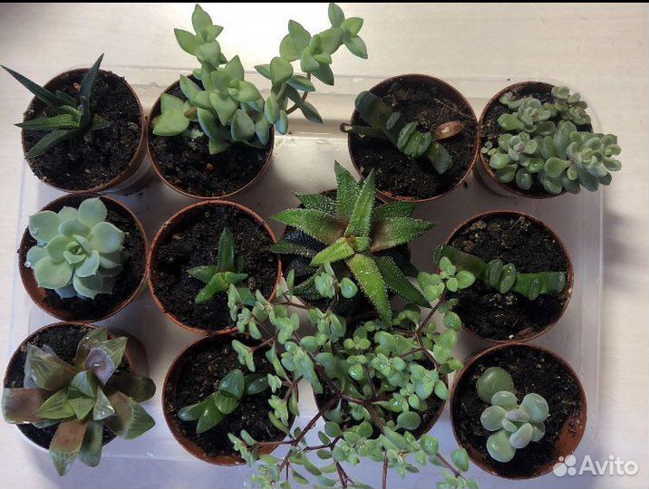 Суккуленты