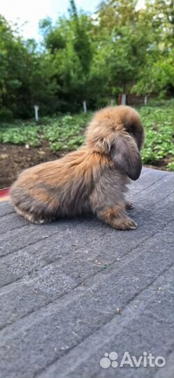 Кролики мясных пород