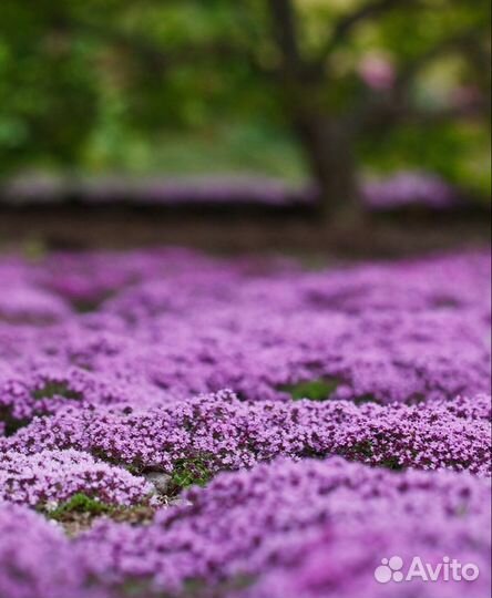 Тимьян ползучий