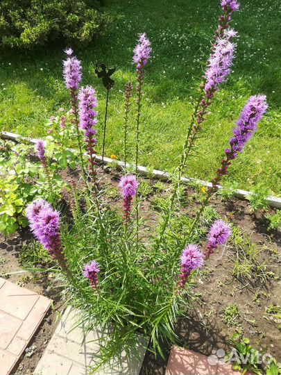 Астильбы,Лиатрис,Гайлардия