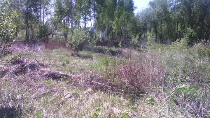 Участок 12 сот. (СНТ, ДНП)