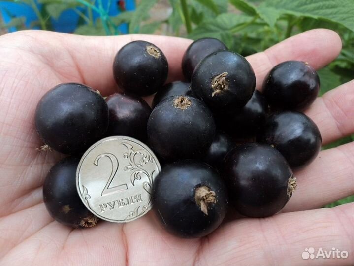 Чёрная, белая, красная и розовая смородина саженцы