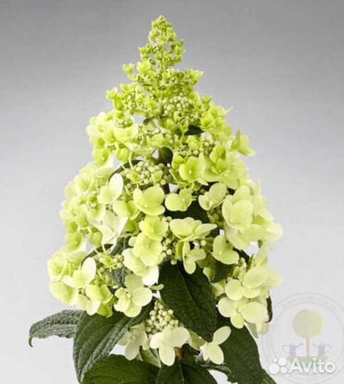 Гортензия панзола