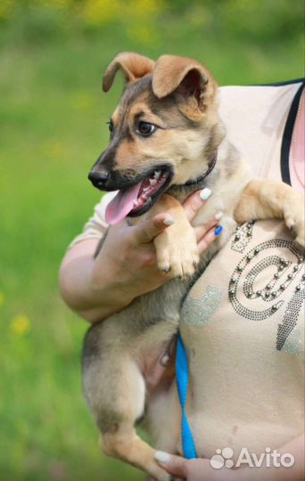 Собака в добрые руки щенок