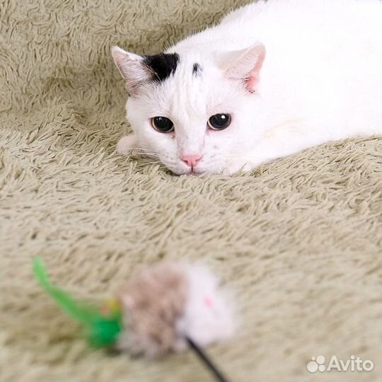 Кошечка Маруся