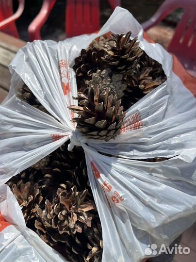 Шишки сосновые