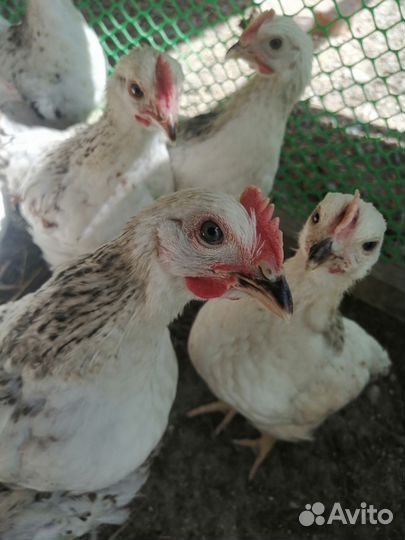 Петушки молодые