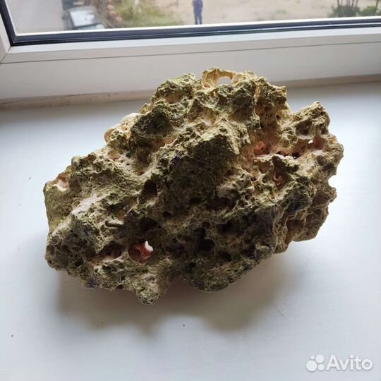 Hemichromis exsul (хромис экссул) Камни