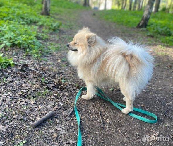 Выгул собак