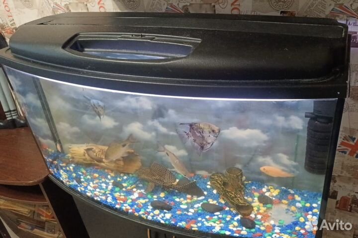 Аквариум с рыбками