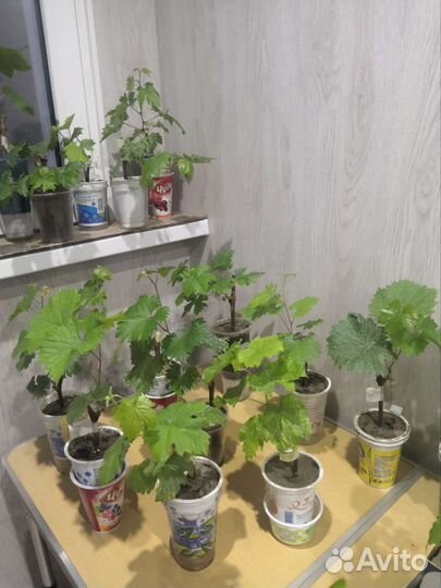 Саженцы винограда