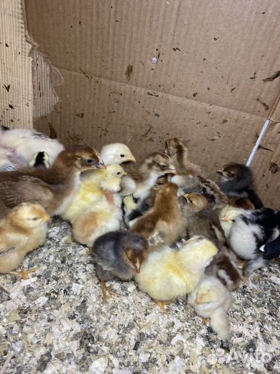 Цыпленок несушки