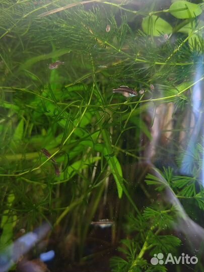 Аквариумные рыбки