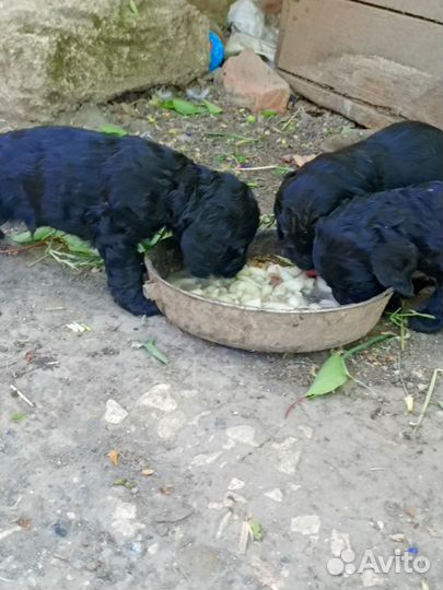 Кокеры- спаниели щенки