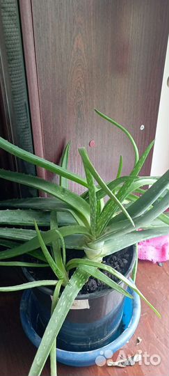 Глаксынья, Алое, фикус, каланхоэ, толстянка