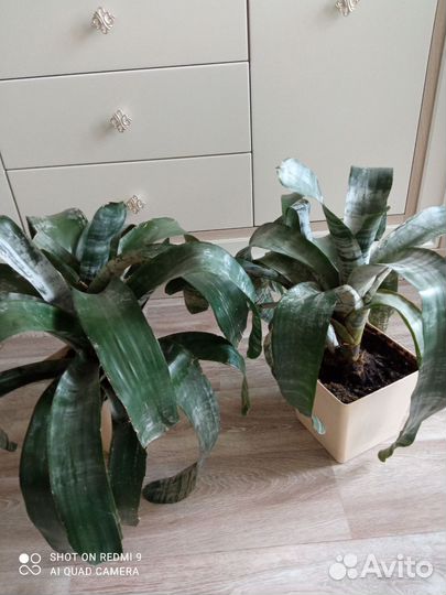 Экзотическая Эхмея