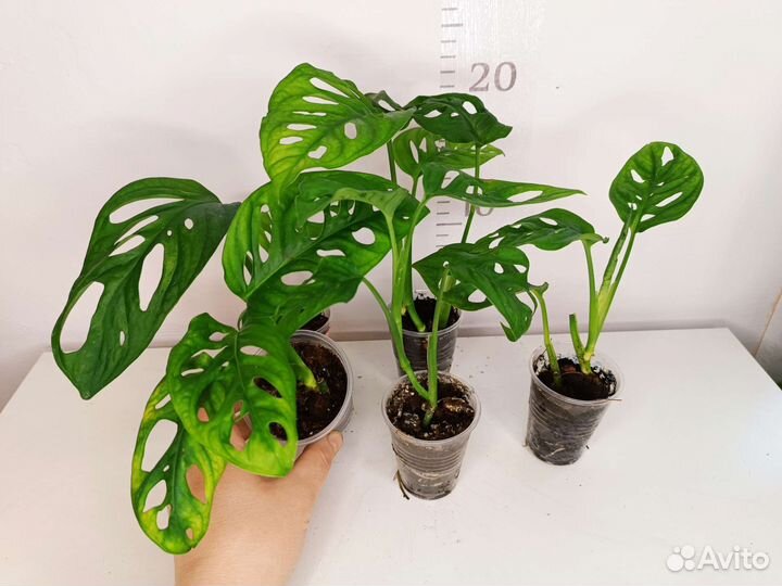 Монстера Адансона и манки