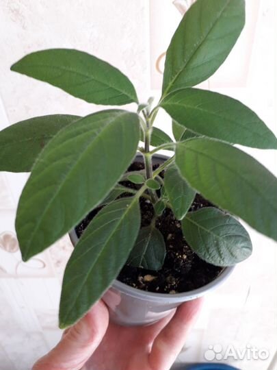 Комнатные цветы