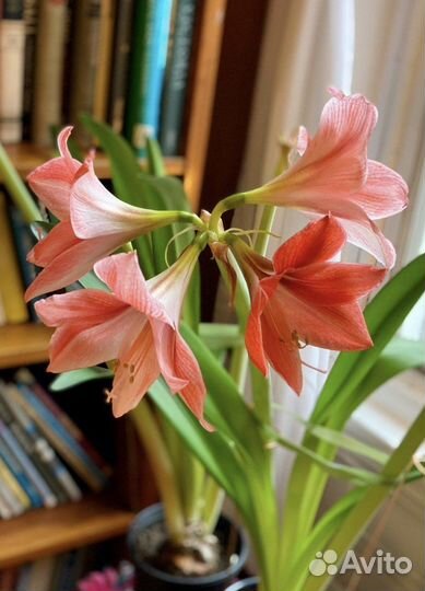 Гиппеаструм