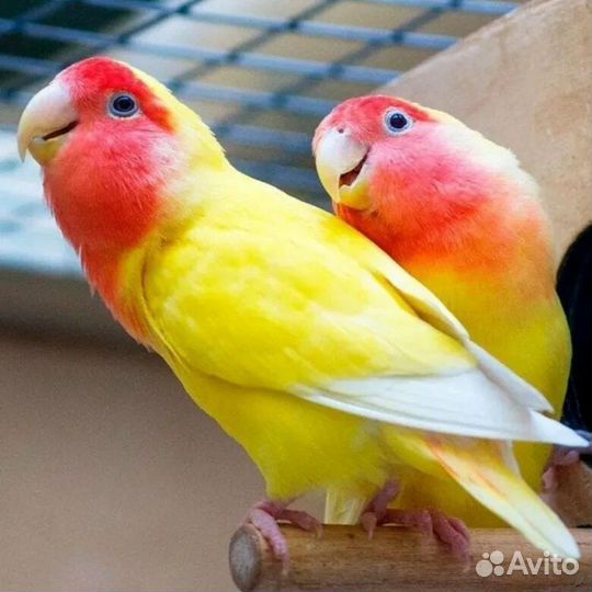 Неразлучники птенцы