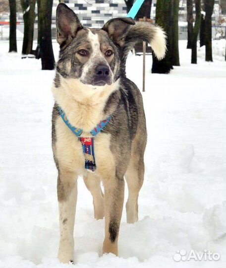 Собака Джаз в добрые руки